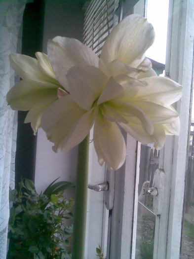 Imag007 - Hippeastrum