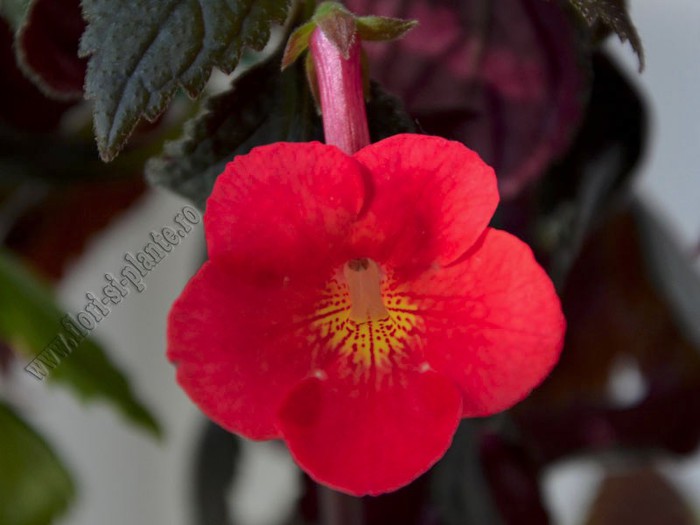 Achimenantha Inferno - ACHIMENES II