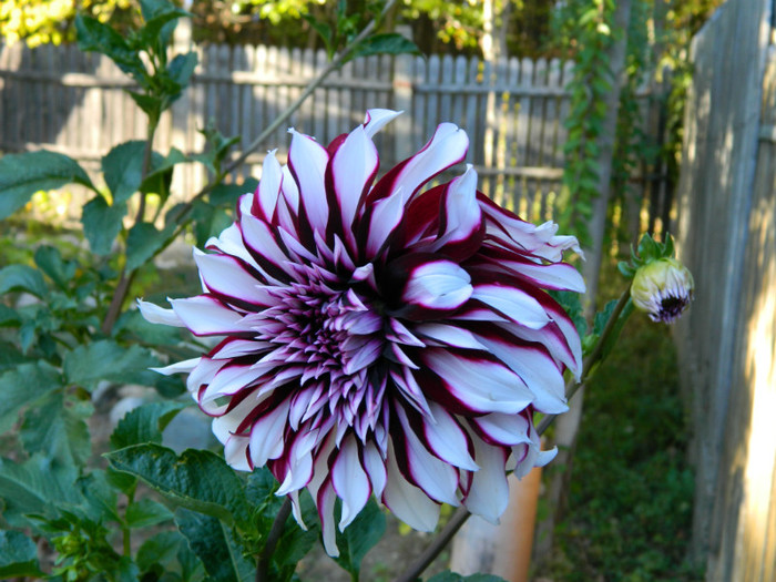 de-abia acum a inflorit ! - OCTOMBRIE