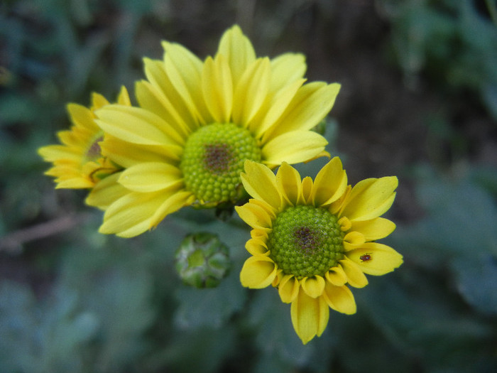 Chrysanth Picomini Yellow (2012, Oct.18) - Chrysanth Picomini Yellow