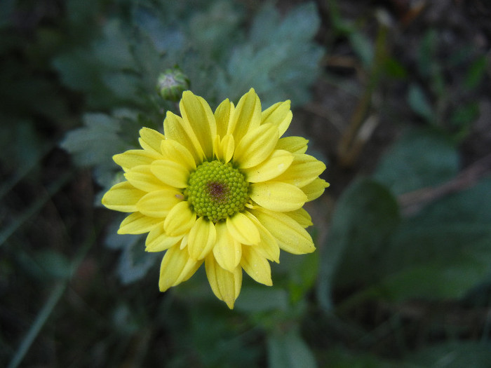 Chrysanth Picomini Yellow (2012, Oct.18)