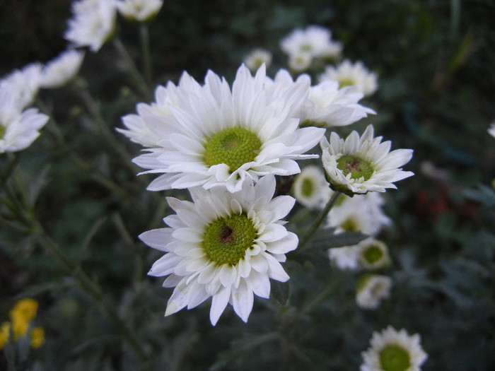 Chrysanth Picomini White (2012, Oct.18)