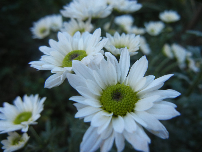 Chrysanth Picomini White (2012, Oct.18) - Chrysanth Picomini White