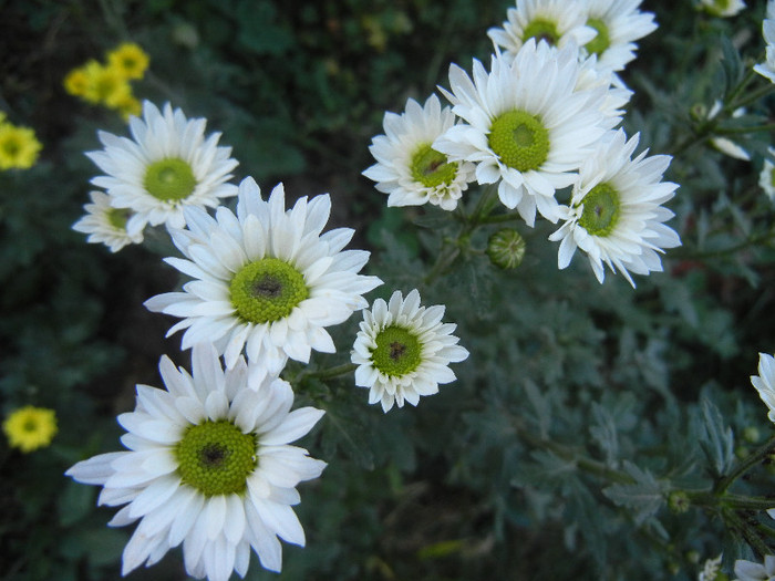 Chrysanth Picomini White (2012, Oct.18) - Chrysanth Picomini White