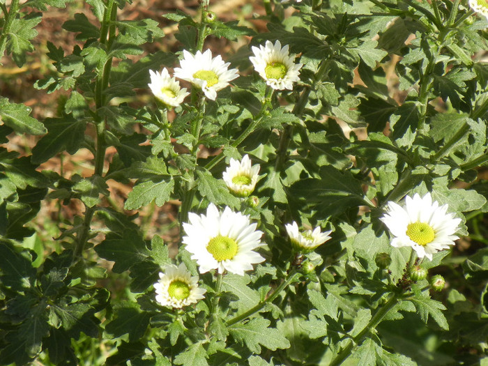 Chrysanth Picomini White (2012, Oct.18)