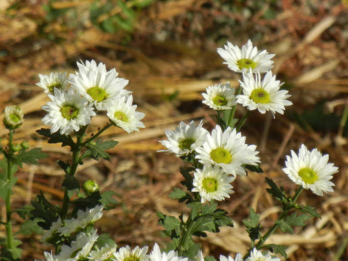 Chrysanth Picomini White (2012, Oct.18)