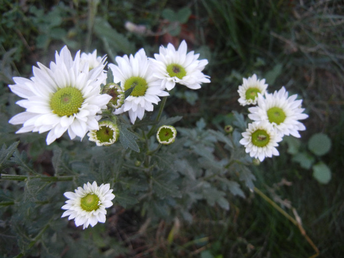 Chrysanth Picomini White (2012, Oct.18) - Chrysanth Picomini White