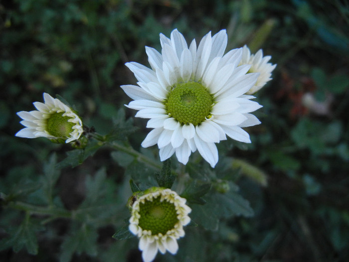 Chrysanth Picomini White (2012, Oct.18) - Chrysanth Picomini White