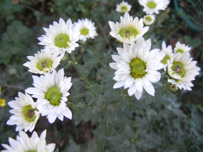 Chrysanth Picomini White (2012, Oct.18) - Chrysanth Picomini White