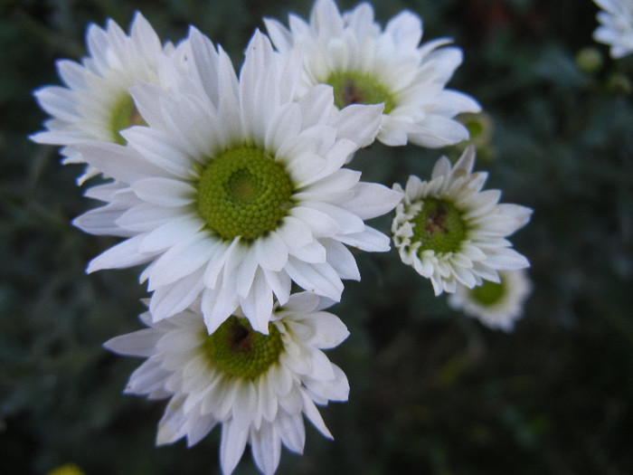 Chrysanth Picomini White (2012, Oct.18) - Chrysanth Picomini White