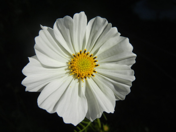 Cosmos bipinnatus (2012, Oct.18)