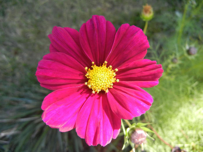 Cosmos bipinnatus (2012, Oct.18) - COSMOS Bipinnatus