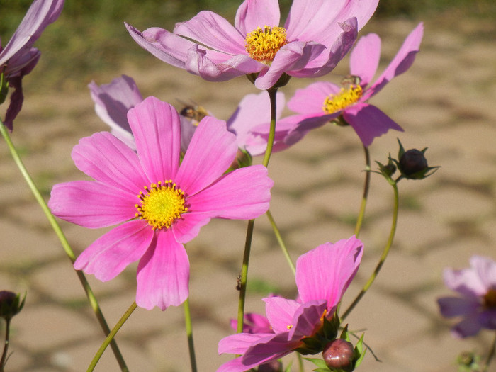 Cosmos bipinnatus (2012, Oct.18)