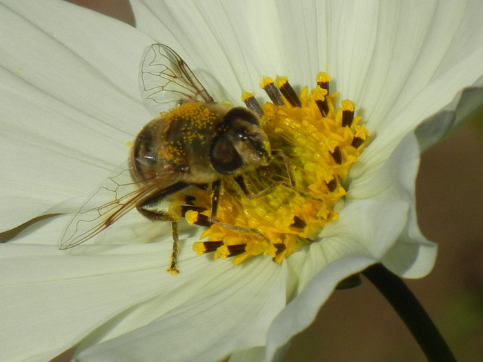 Bee on Cosmos bipinnatus (2012, Oct.12)