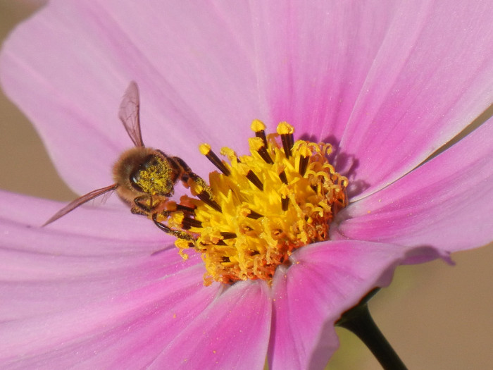 Bee on Cosmos bipinnatus (2012, Oct.12)