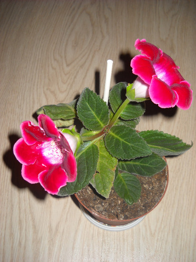 18.10.012 - 1GLOXINIA-2012