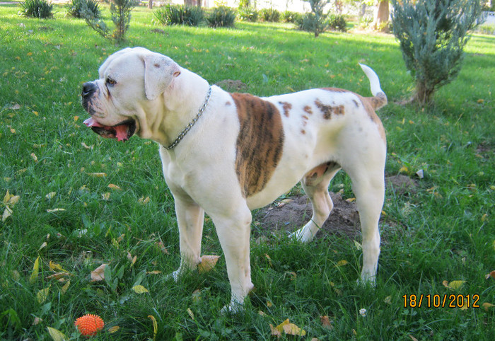 h1 - 1ATHOS   Bulldog American