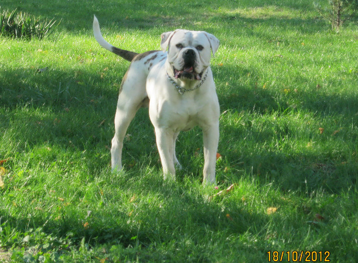 Athos la 14 luni