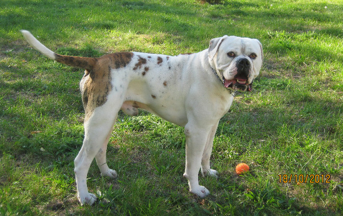 h3 - 1ATHOS   Bulldog American