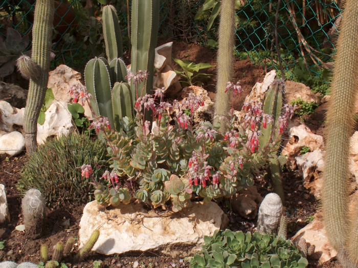 HPIM0420 - cactusi si suculente