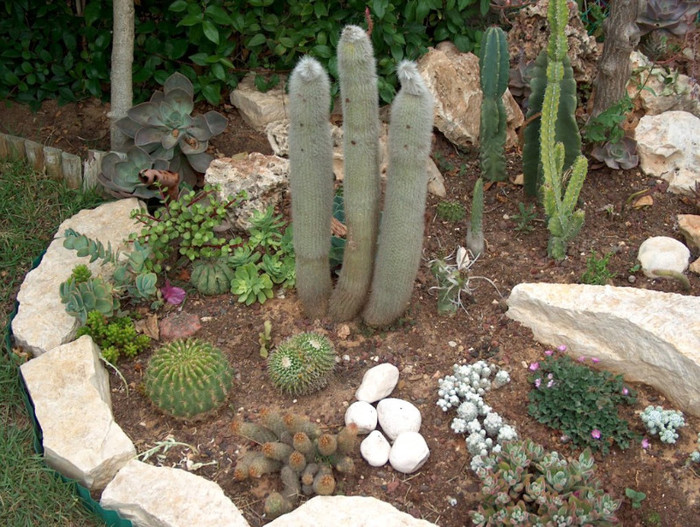 HPIM3073 - cactusi si suculente