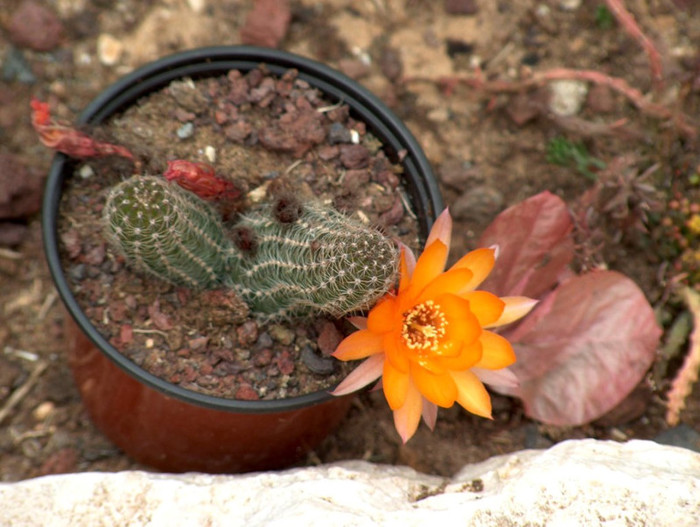 HPIM3161 - cactusi si suculente
