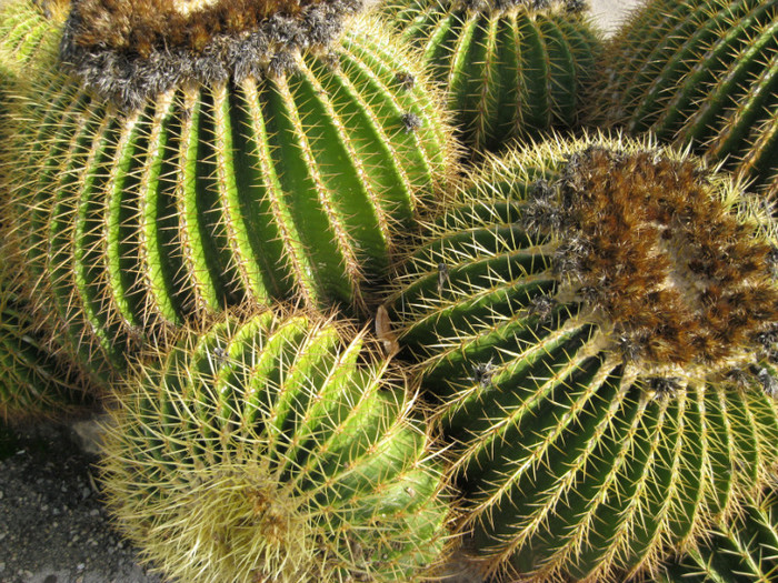 IMG_0040 - cactusi si suculente
