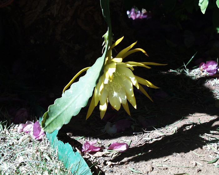 PIC00048; floareavde hylocereus (regina noptii), 30 c"m diametru.
de notat ca, cactusul acesta creste pe gardul nostru fara pamint
