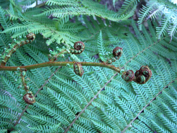 HPIM1734 - feriga arborescenta si cycas