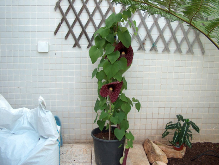 HPIM4589 - plante agatatoare