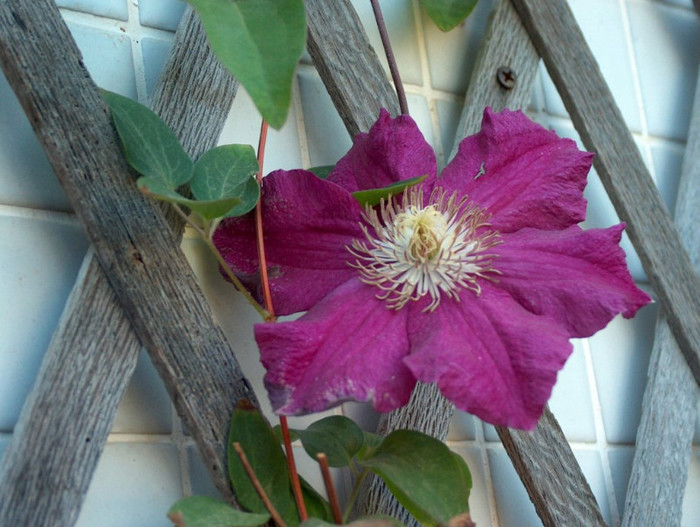 HPIM2892 - clematis