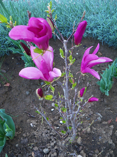 magnolia susan - MAGNOLIA 2012 SI 2013