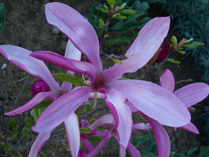 magnolia susan