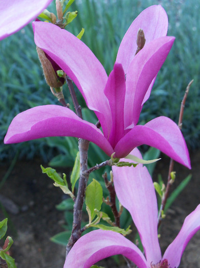 magnolia susan