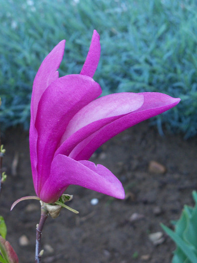 magnolia susan