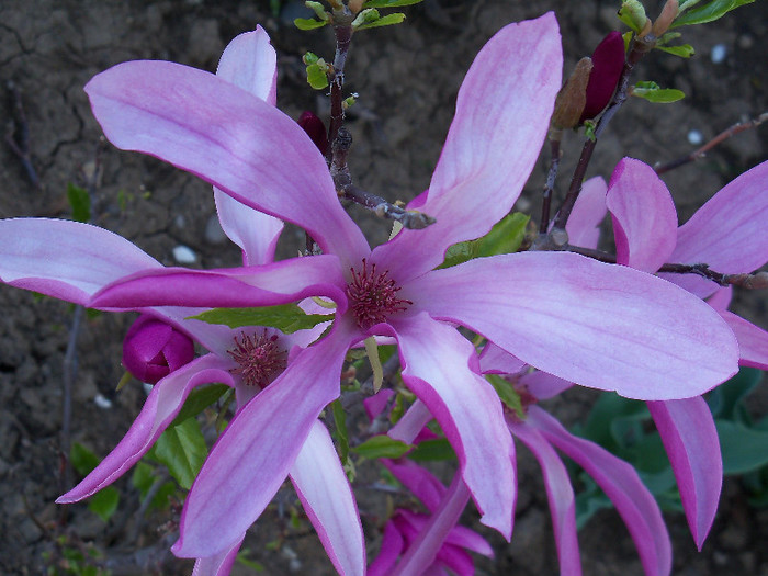 magnolia susan