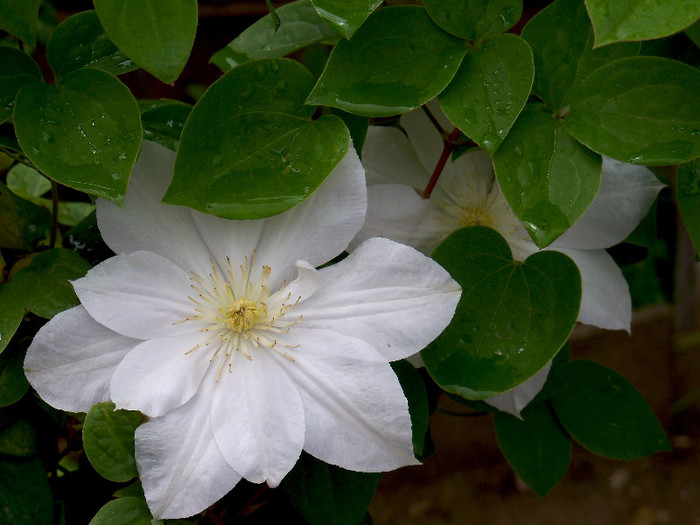 2627379030105256805dRaRxO_fs - CLEMATIS 2012