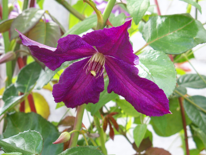 2787763230105256805aSaIin_fs - CLEMATIS 2012