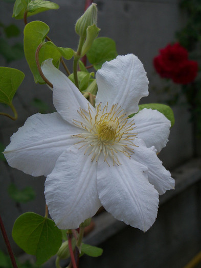 2788423990105256805efqETg_fs - CLEMATIS 2012