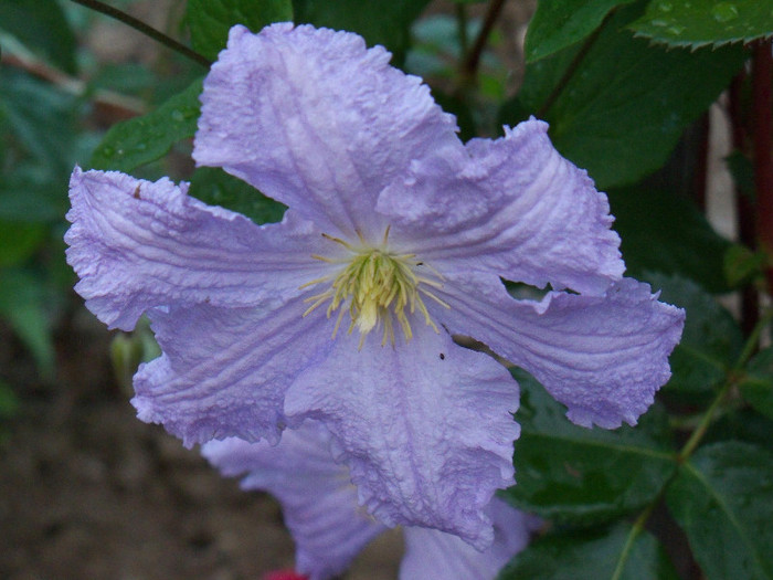 Blue Angel; Bred by Brother Stefan Franczak (Poland, 1990).
Group 3, Large-flowered, Late.  
Blue.  4 to 6 petals.  Average diameter 4&quot;.  Single bloom form.  Early summer to early autumn.  
Height of 10&#
