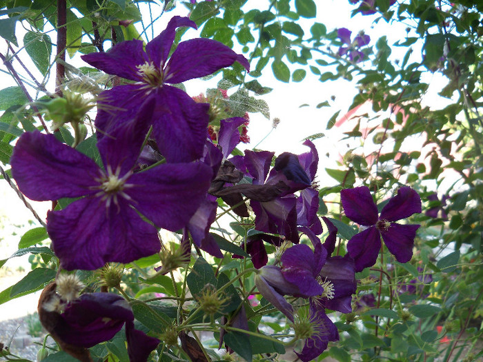 Polish spirit - CLEMATIS 2012