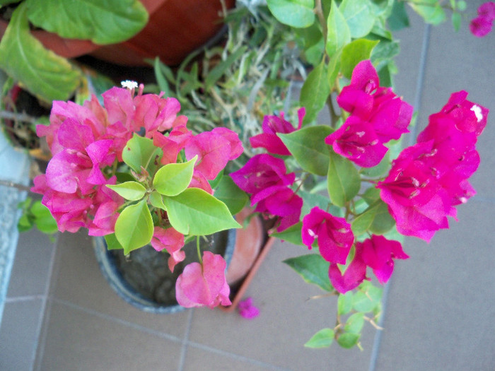 2348509770105256805AUHoYp_fs - BOUGAINVILLEA 2012