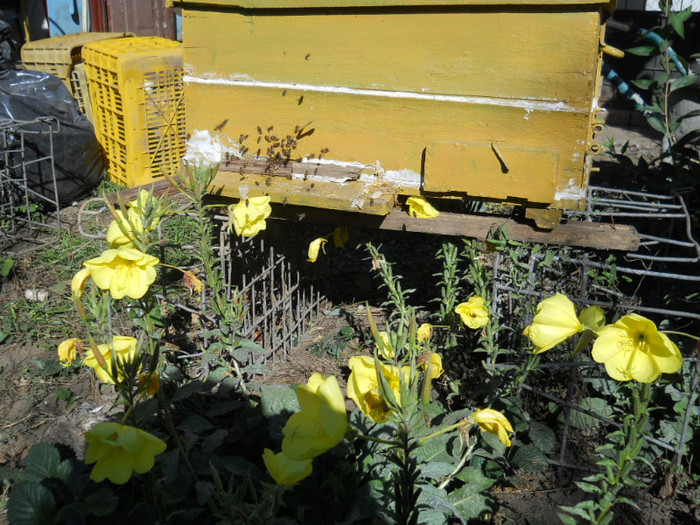 oenothera la usa ..stupului