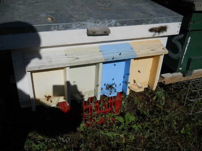 roinita cu 2 familii la iernat