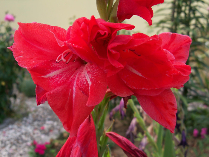 Traderhorn - GLADIOLE 2012