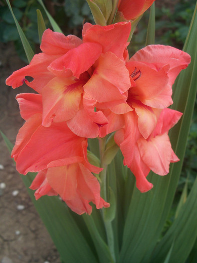 Peter Pears - GLADIOLE 2012