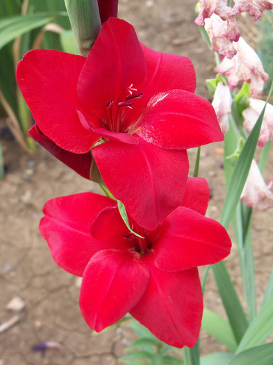 2050891390105256805pAmmBY_fs - GLADIOLE 2012