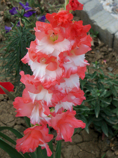 Pink Lady - GLADIOLE 2012