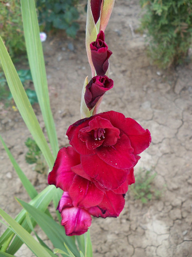 Zorro - GLADIOLE 2012