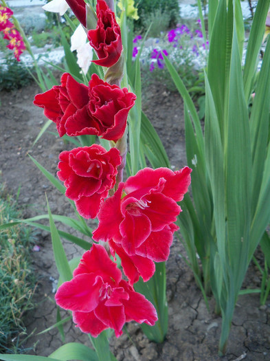 2098712080105256805xqPpEo_fs - GLADIOLE 2012